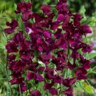 50 Royal Maroon Sweet Pea Seeds Fresh Seeds Fast Shipping