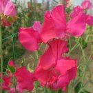 50 Sally Maitland Sweet Pea Seeds Fresh Seeds Fast Shipping