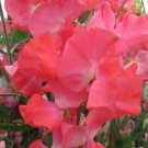 50 San Francisco SemiDwarf Sweet Pea Seeds Fresh Seeds Fast Shipping