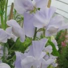 50 Solstice Light Blue Sweet Pea Seeds Fresh Seeds Fast Shipping