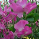 50 Solstice Rose Sweet Pea Seeds Fresh Seeds Fast Shipping