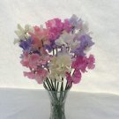 50 Summer Romance Sweet Pea Seeds Fresh Seeds Fast Shipping