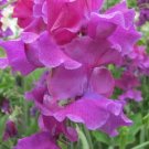 50 Terry Davey Sweet Pea Seeds Fresh Seeds Fast Shipping
