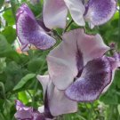 50 Tom Atherton Sweet Pea Seeds Fresh Seeds Fast Shipping