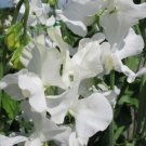 50 White Supreme Sweet Pea Seeds Fresh Seeds Fast Shipping