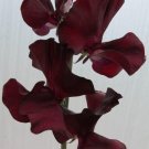 50 Windsor Sweet Pea Seeds Fresh Seeds Fast Shipping