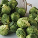 500 Churchill Brussels Sprouts Seeds Fresh Seeds Fast Shipping
