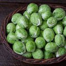 500 Dagan Brussels Sprouts Seeds Fresh Seeds Fast Shipping