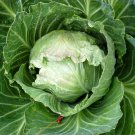 500 Jersey Wakefield Cabbage Seeds Fresh Seeds Fast Shipping