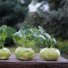 500 Kohlrabi Cabbage Seeds Fresh Seeds Fast Shipping