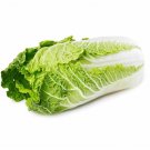 500 Napa Chinese Cabbage Seeds Fresh Seeds Fast Shipping