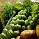 500 Nelson Brussels Sprouts Seeds Fresh Seeds Fast Shipping