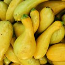 Crookneck Squash Seeds 30 Ct Golden Yellow Summer Vegetable Fresh Seeds Fast Shipping