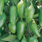 Jalapeno Early Hot Pepper Seeds 50 Vegetable Fresh Seeds Fast Shipping