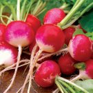 Sparkler Radish Seeds 200 Ct Vegetable Fresh Seeds Fast Shipping