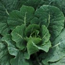 Champion Collard Seeds 300 Greens Vegetable Microgreen Fresh Seeds Fast Shipping