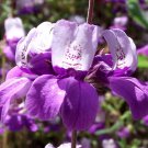 Collinsia Chines Houses Seeds 500 Purple White Wildflower Fresh Seeds Fast Shipping