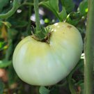 White Wonder Beefsteak Tomato Seeds 50 Ct Vegetable Fresh Seeds Fast Shipping