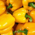 Golden Cal Wonder Bell Pepper Seeds 50 Yellow Sweet Vegetable Fresh Seeds Fast Shipping