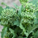 Broccoli Raab Seeds 600 Spring Rapini Vegetable Fresh Seeds Fast Shipping