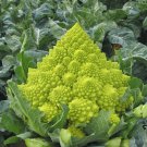 Romanesco Broccoli Seeds 200 Vegetable Fresh Seeds Fast Shipping