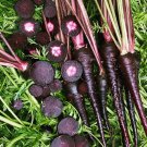 Black Nebula Carrot Seeds 150 Daucus Carota Vegetable Fresh Seeds Fast Shipping