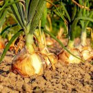 Onion Seeds 200 Texas Early Grano 502 Yellow Vegetable Fresh Seeds Fast Shipping