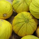 Golden Beauty Casaba Melon Seeds 30 Yellow Fruit Fresh Seeds Fast Shipping