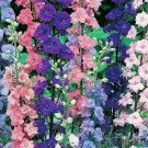 Larkspur Seeds 200 Rocket Delphinium Imperial Mix Cut Flower Fresh Seeds Fast Shipping