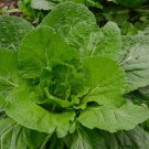 Florida Broadleaf Mustard Seeds 1000 Fresh Seeds Fast Shipping