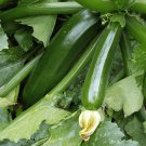 Dark Green Zucchini Squash Seeds 25 Ct Vegetable Fresh Seeds Fast Shipping