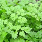 Chervil Seeds 500 Gourmet Plain Leaf French Parsley Herb Fresh Seeds Fast Shipping
