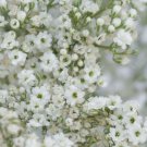 Babys Breath Gypsophila Seeds 1000 Flower White Flowers Fresh Seeds Fast Shipping