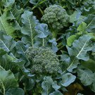 Broccoli Seeds 600 Green Sprouting Calabrese Fresh Seeds Fast Shipping
