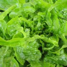 Oakleaf Lettuce Seeds 600 Leaf Vegetable Fresh Seeds Fast Shipping