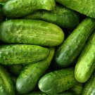 National Pickling Cucumber Seeds 50 Vegetable Fresh Seeds Fast Shipping