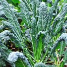 Lacinato Kale Seeds 500 Black Tuscan Dinosaur Kale Vegetable Fresh Seeds Fast Shipping