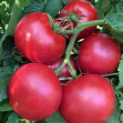 Eva Purple Ball Tomato Seeds 50 Ct Indeterminate Fresh Seeds Fast Shipping