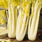 Golden Pascal Celery Seeds 500 Stringless Vegetable Fresh Seeds Fast Shipping