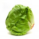 Iceberg Lettuce Seeds 600 Crisphead Vegetable Fresh Seeds Fast Shipping