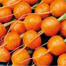 Parisian Carrot Seeds 500 Daucus Carota Vegetable Fresh Seeds Fast Shipping