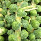 Brussel Sprouts Catskill Seeds 300 Vegetable Fresh Seeds Fast Shipping