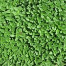 Italian Oregano Seeds 2000 Origanum Vulgare Herb Spice Fresh Seeds Fast Shipping