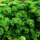Dark Green Italian Parsley Seeds 1000 Flat Leaf Herb Fresh Seeds Fast Shipping