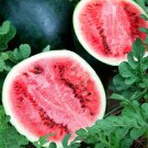 Sugar Baby Watermelon Seeds 30 Fruit Melon Fresh Seeds Fast Shipping