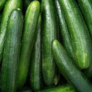 Marketer Cucumber Seeds 50 Vegetable Fresh Seeds Fast Shipping