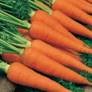 Danvers Carrot Seeds 1000 Vegetable Fresh Seeds Fast Shipping
