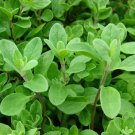 Marjoram Seeds 1000 Herb Sweet Spice Fresh Seeds Fast Shipping