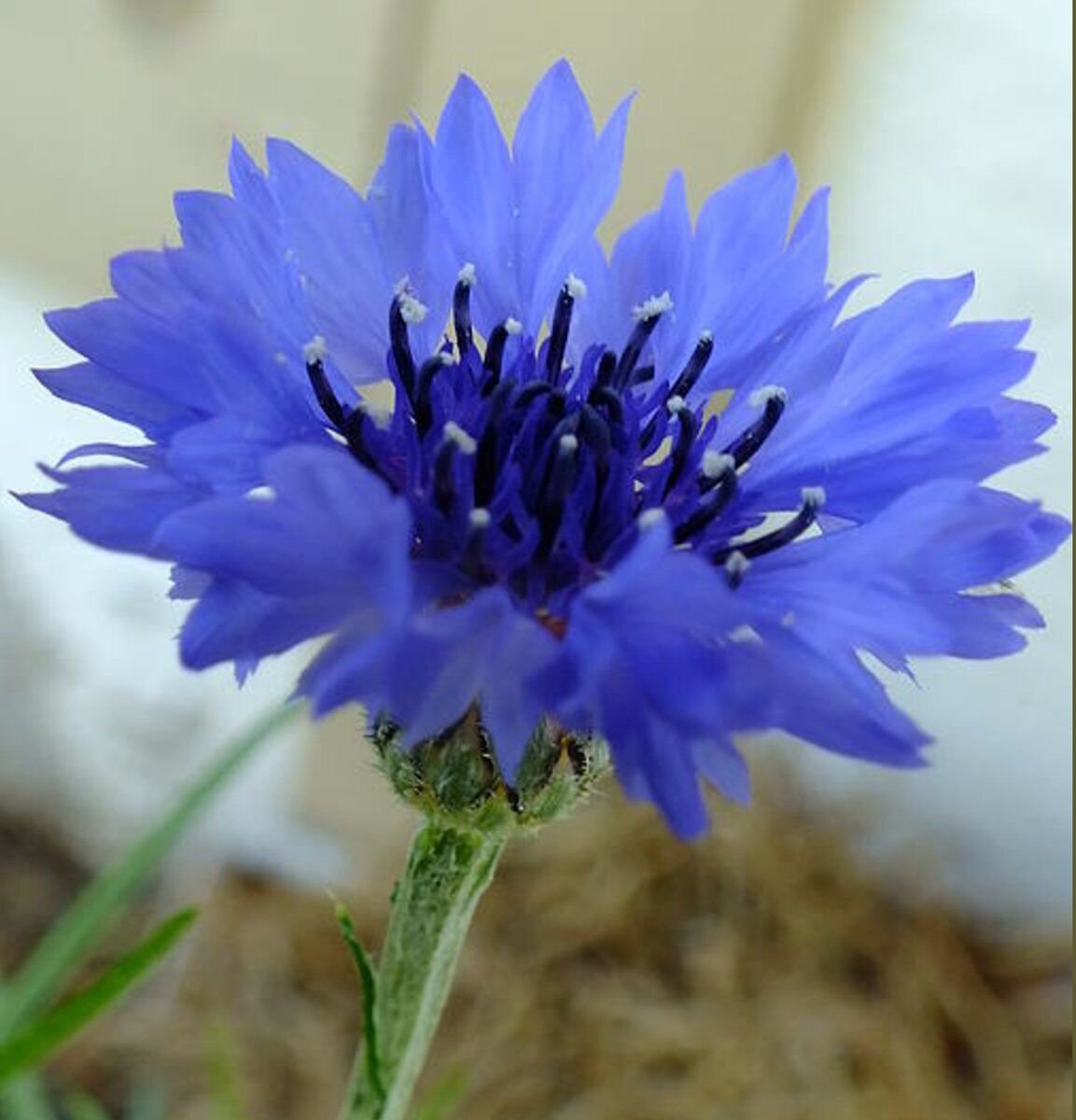 Tall Blue Cornflower Bachelor Button Seeds 200 Flower Centaurea Cyanus Fresh Seeds Fast Shipping
