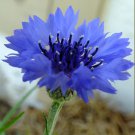 Tall Blue Cornflower Bachelor Button Seeds 200 Flower Centaurea Cyanus Fresh Seeds Fast Shipping